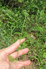 Daucus pusillus