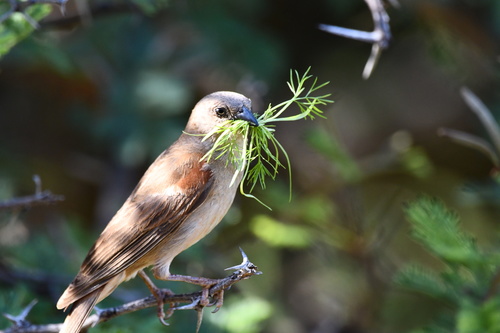 Southern Grey-headed Sparrow