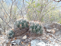 Coryphantha cornifera