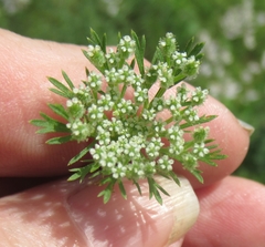 Daucus pusillus