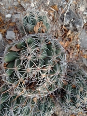 Coryphantha cornifera