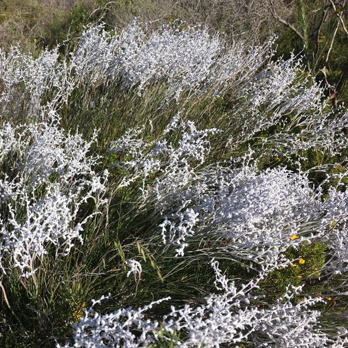 Conospermum stoechadis, photograph 4