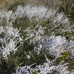 Conospermum stoechadis, photograph (c) smathichong, some rights reserved (CC BY)