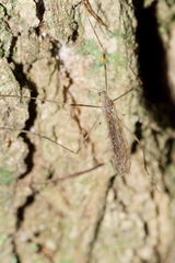 Austrolimnophila crassipes
