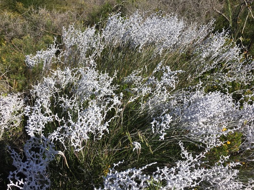 Conospermum stoechadis, photograph 3