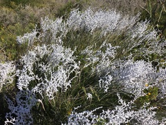 Conospermum stoechadis, photograph (c) smathichong, some rights reserved (CC BY)