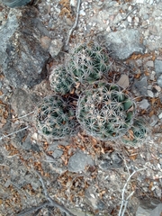 Coryphantha cornifera