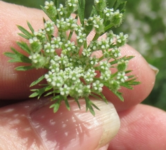 Daucus pusillus