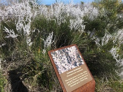 Conospermum stoechadis, photograph (c) smathichong, some rights reserved (CC BY)