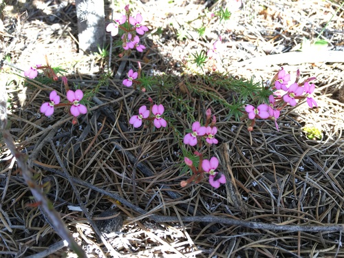 Trigger-on-stilts (Stylidium adpressum)