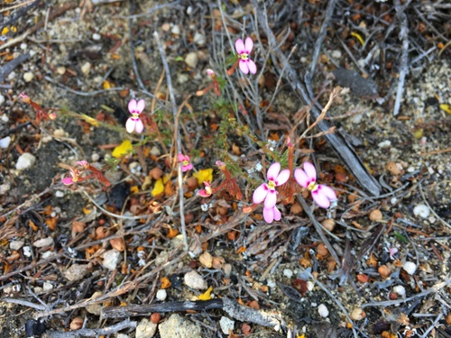 Trigger-on-stilts (Stylidium adpressum)