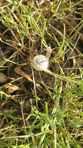 Theba pisana