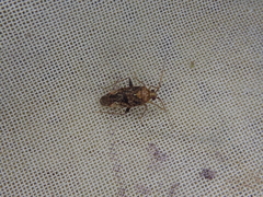 Chinamiris aurantiacus