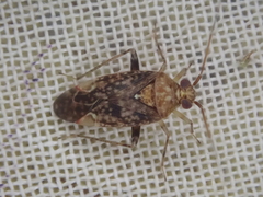 Chinamiris aurantiacus