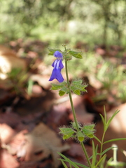 Salvia heterotricha
