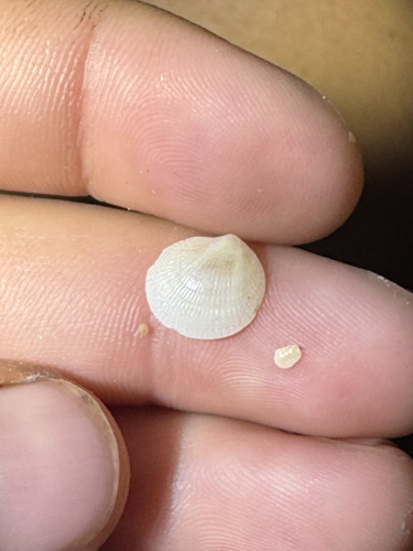 Ctena bella observed 2026-04-26