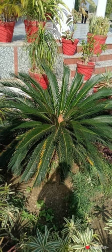 Sago cycad
