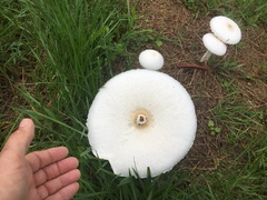 Macrolepiota dolichaula
