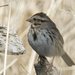 Eastern Song Sparrow - Photo (c) hobiecat, some rights reserved (CC BY-NC), uploaded by hobiecat