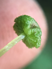 Cryptomitrium tenerum