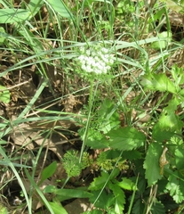 Daucus pusillus