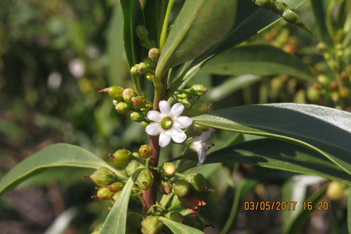 Myoporum sandwicense