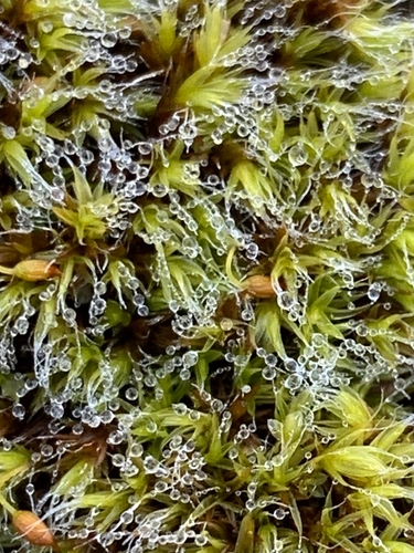 Grimmia pulvinata