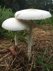 Macrolepiota dolichaula
