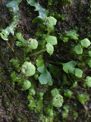 Cryptomitrium tenerum