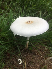 Macrolepiota dolichaula