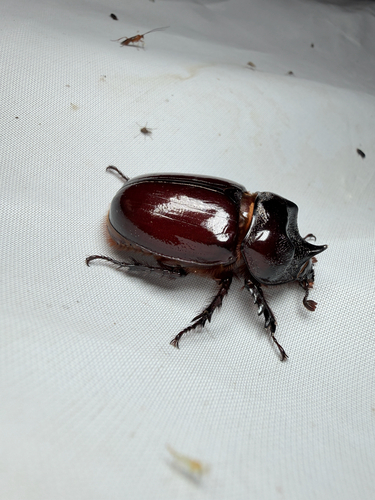 Ox beetle