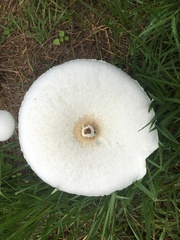 Macrolepiota dolichaula