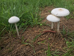 Macrolepiota dolichaula