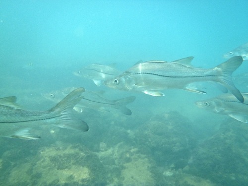 White snook (Centropomus viridis) — Centropomidae