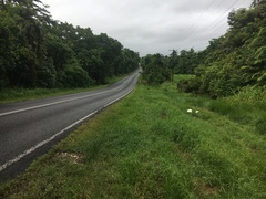 Macrolepiota dolichaula