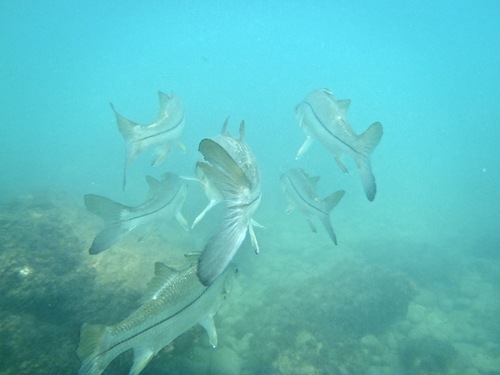 White snook (Centropomus viridis) — Centropomidae — 4