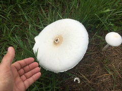 Macrolepiota dolichaula