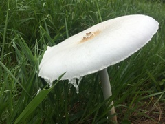 Macrolepiota dolichaula