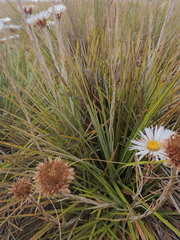 Celmisia lyallii, photograph (c) Jacob Littlejohn, some rights reserved (CC BY-SA)