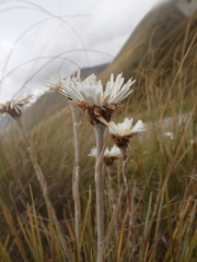 Celmisia lyallii, photograph (c) Jacob Littlejohn, some rights reserved (CC BY-SA)