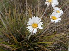 Celmisia lyallii, photograph (c) Jacob Littlejohn, some rights reserved (CC BY-SA)