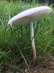 Macrolepiota dolichaula