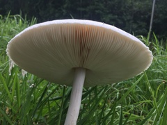 Macrolepiota dolichaula