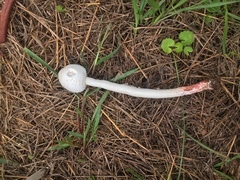 Macrolepiota dolichaula
