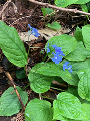 Brunnera macrophylla