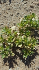 Stillingia spinulosa