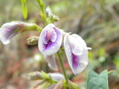 Clitoria