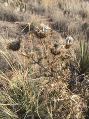 Cirsium neomexicanum