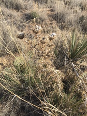 Cirsium neomexicanum