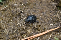 Onthotrupes nebularum